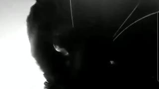 Menacing Cat Is Gotham's Reckoning