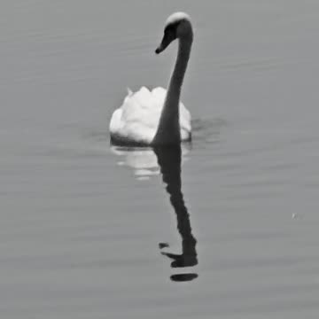 Swan in black and white / beautiful animal in the water.