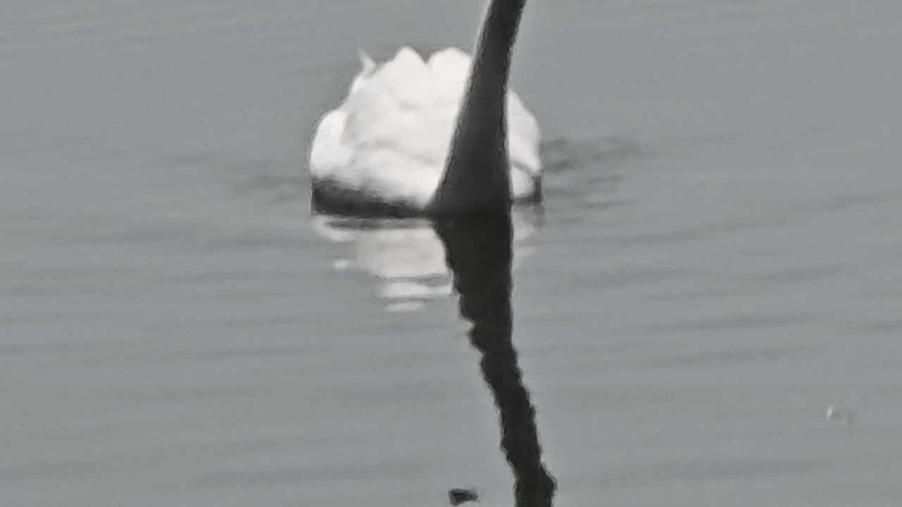 Swan in black and white / beautiful animal in the water.