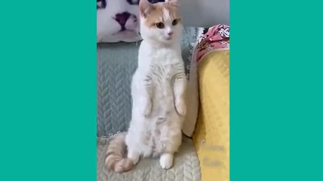 Showing acting funny cats😆