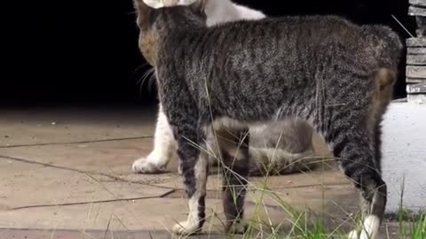 Cats fighting, very funny