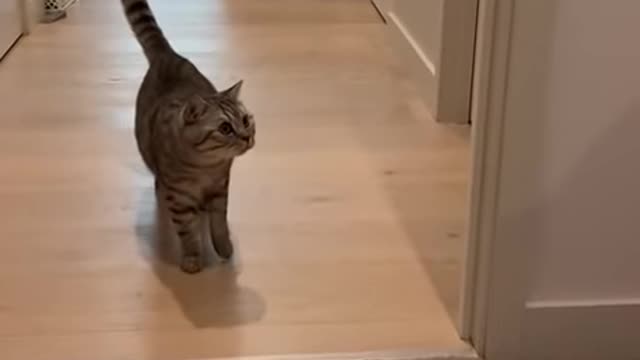 funny cat prank