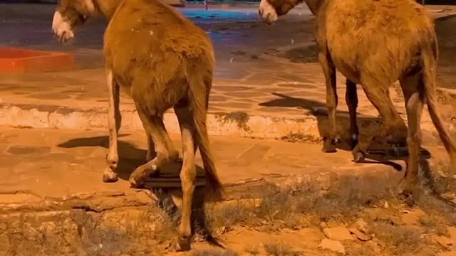 Donkeys Move in Perfect Unison