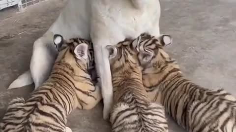 These tiny tigers are soo cute