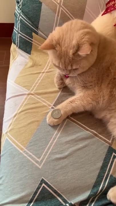 Funniest Cats 😹 - Don't try to hold back Laughter 😂 - Funny Cats Life