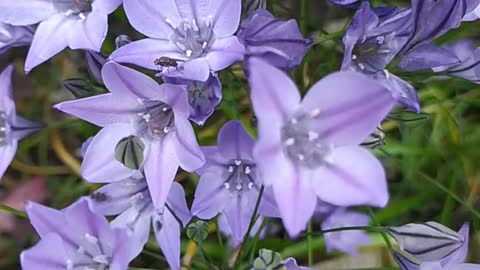 Triteleia