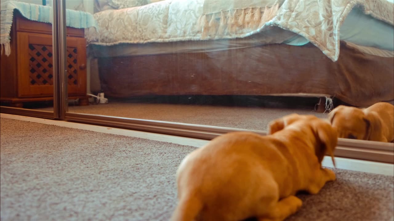 A Dog Fights With His Reflection In The Mirror#puppy#instagram #youtube