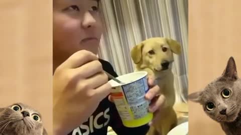 A Funny Dog Video