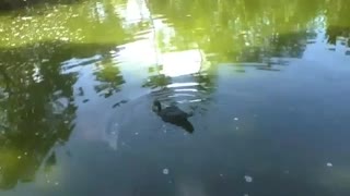 Pato se refresca no lago do parque, enquanto nada em volta [Nature & Animals]