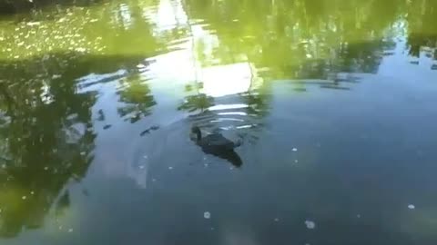 Pato se refresca no lago do parque, enquanto nada em volta [Nature & Animals]