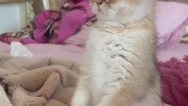 my cat is so cute
