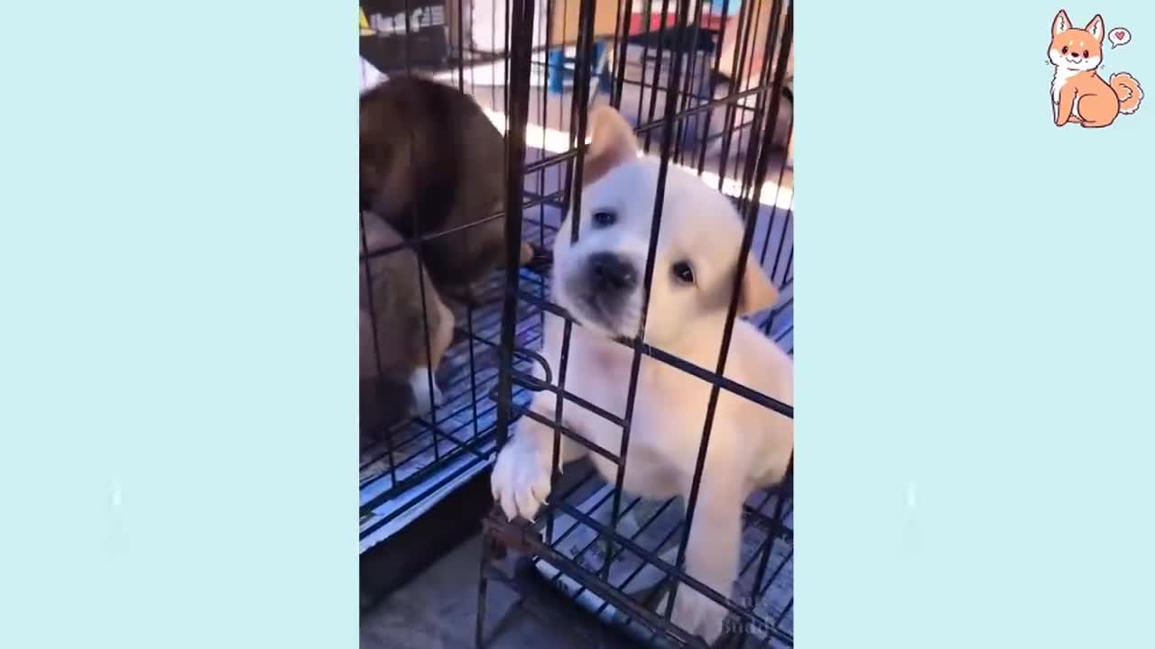 Cute Dogs Cute Funny and Smart Puppies