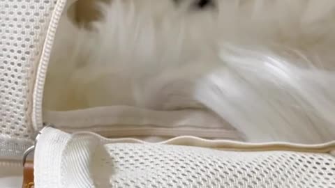 Dogs funny videos,# cute puppy videos#cute dogs baby