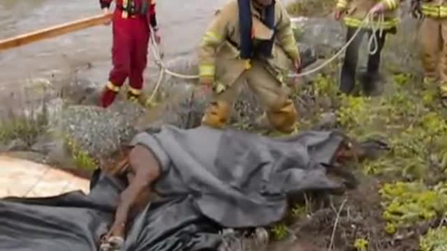 Wild Horse Was Drowning In Flooded Waters, But These Kind Humans Refused to Let That Happen