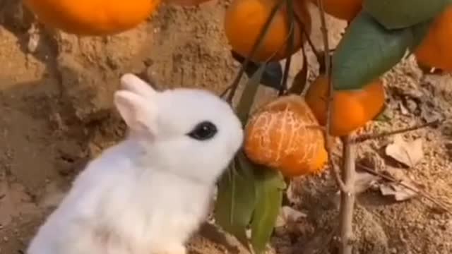 Beautiful Rabbit Eating Oranges