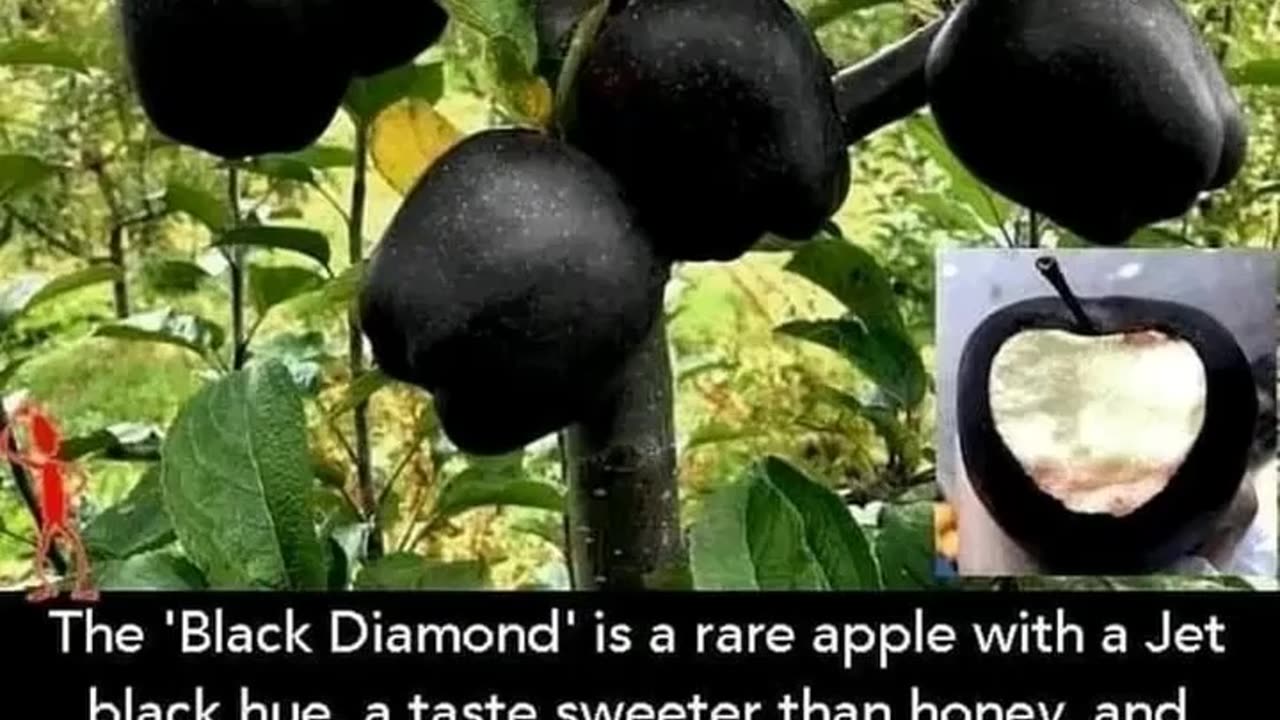 Black Diamond and Arkansas Black apples