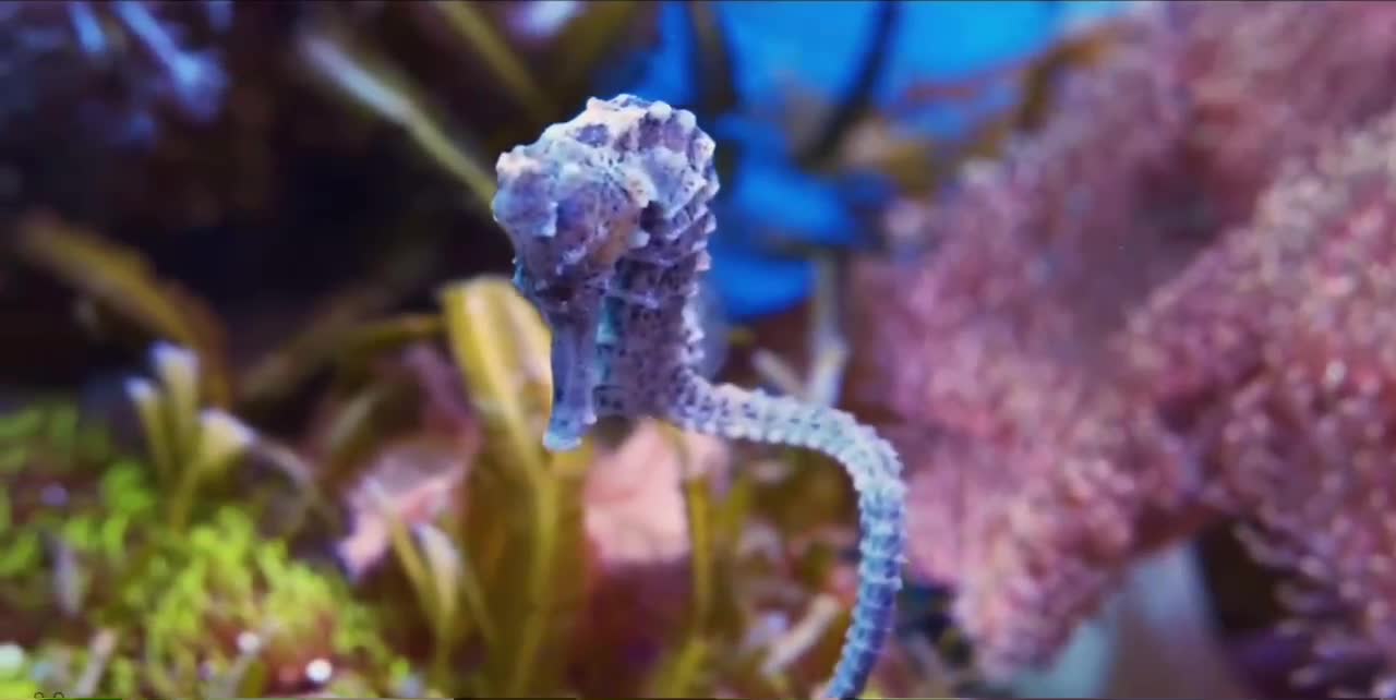 seahorses