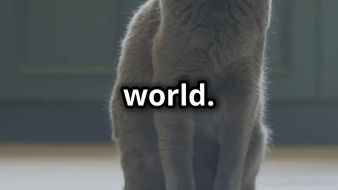 The Hilarious Tale of the Mischievous Cat