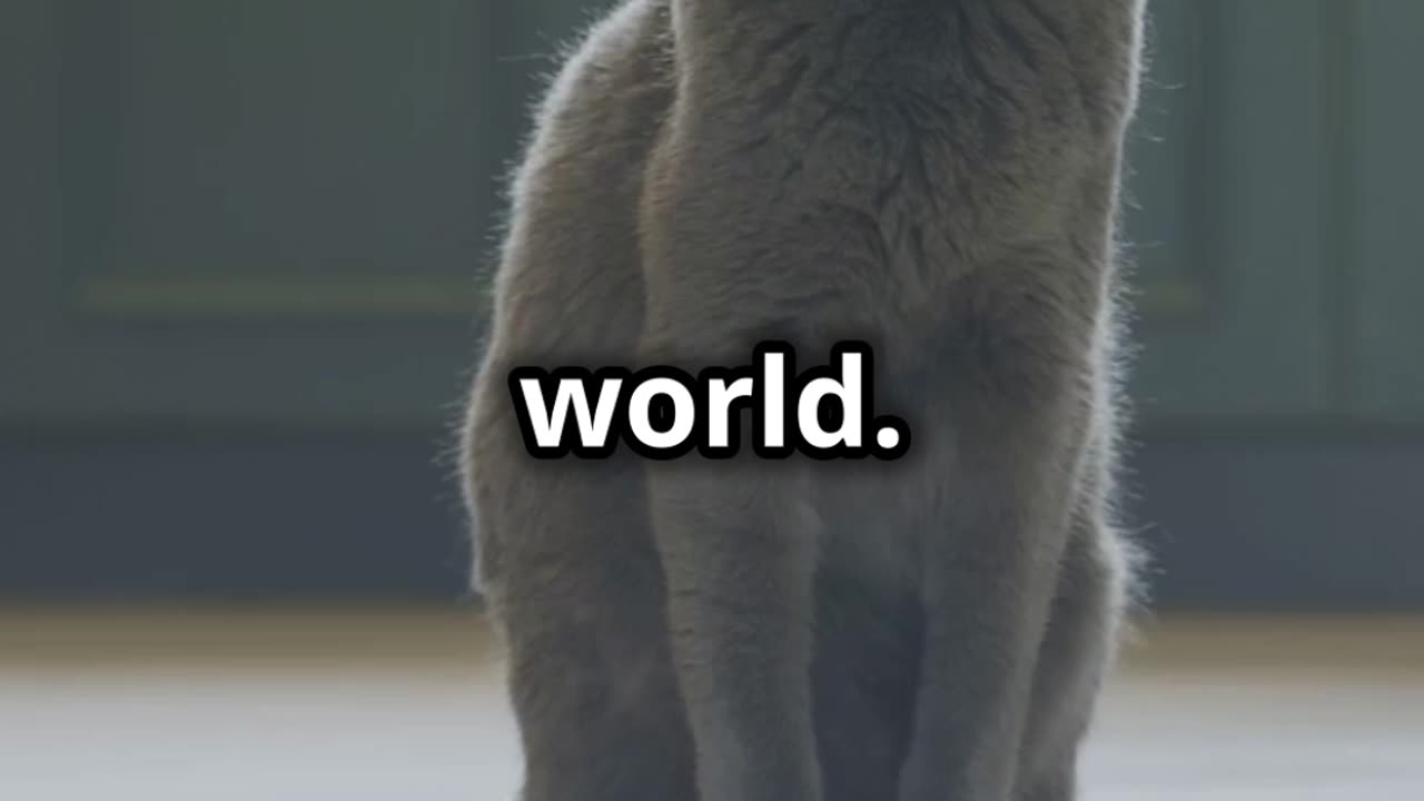 The Hilarious Tale of the Mischievous Cat