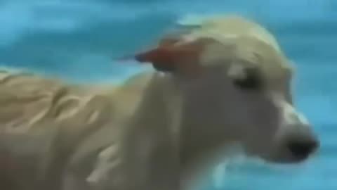 A dog that was prevented from drowning
