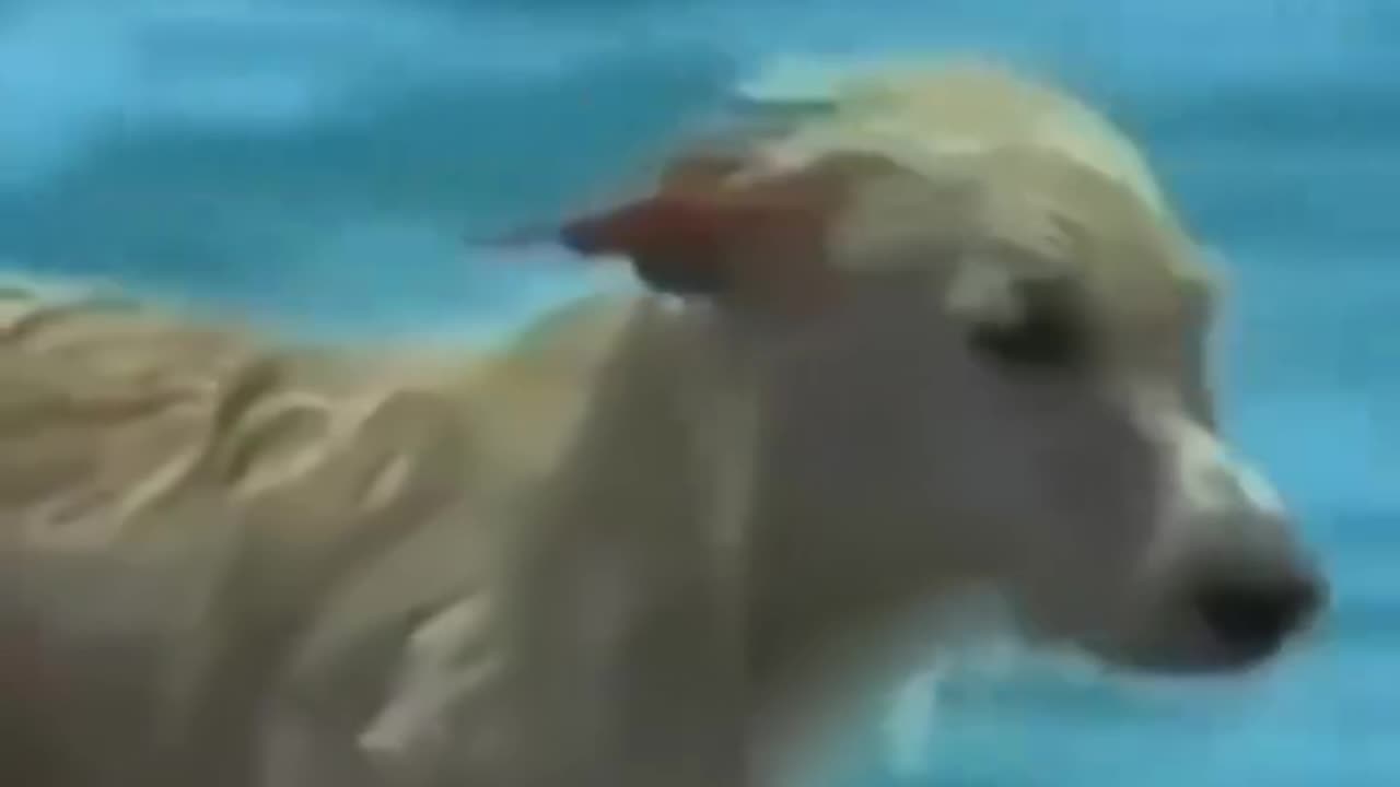 A dog that was prevented from drowning
