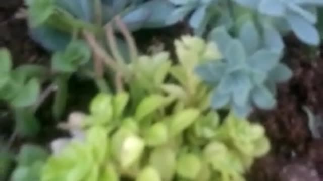 Jardins de Suculentas