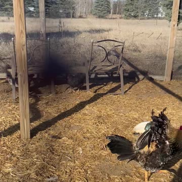 Good Morning From The Chickens!