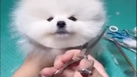 Hair cutting of lovely 😍 pet #viral