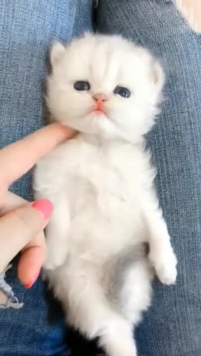 .So cute baby cat #shorts