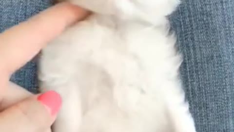 .So cute baby cat #shorts