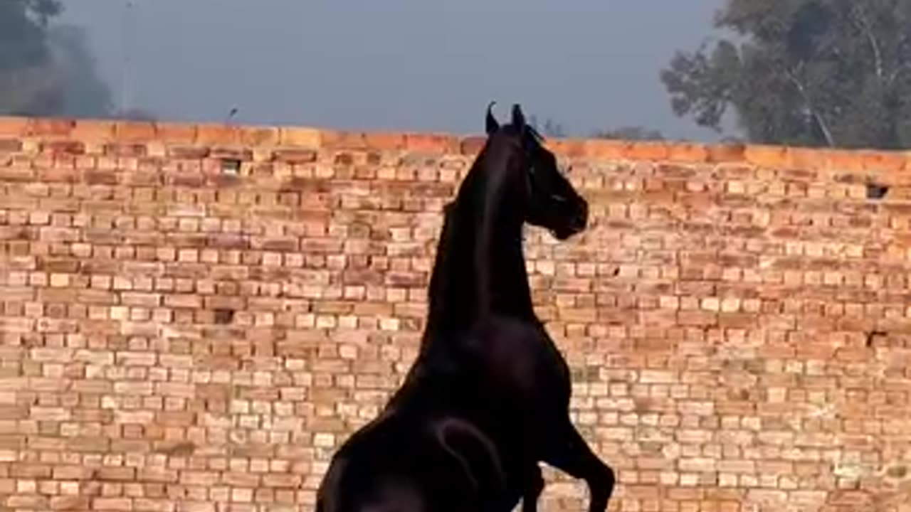 Beautiful Horse