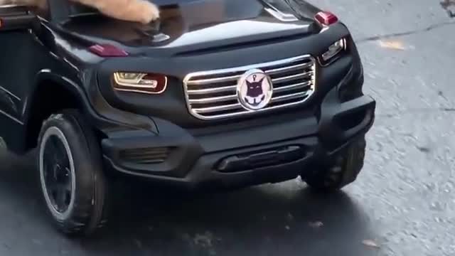 "what are you doing when you see him driving by?" | Driving Cat | Cat universe