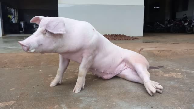 Piglet Pose for Model