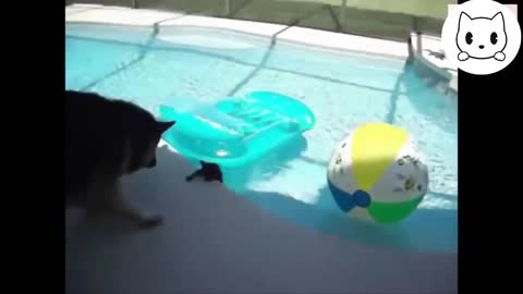 Cats vs Water