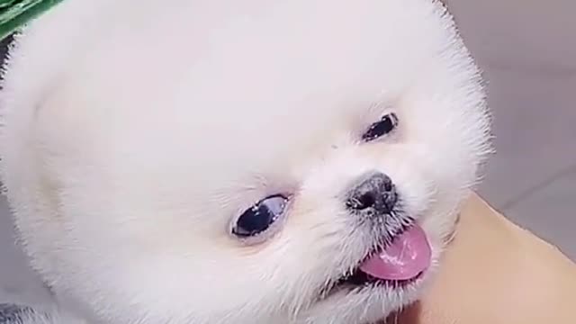 Funny baby dog | How to training your dogs | cute puppies | cute dogs #dogs #puppies