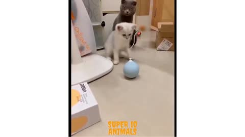 Two Kittens playing with a toy