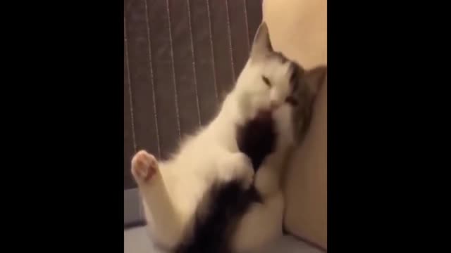 Funny and Cute Animal Moments #1