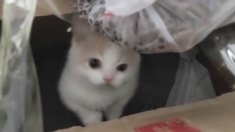 cat
