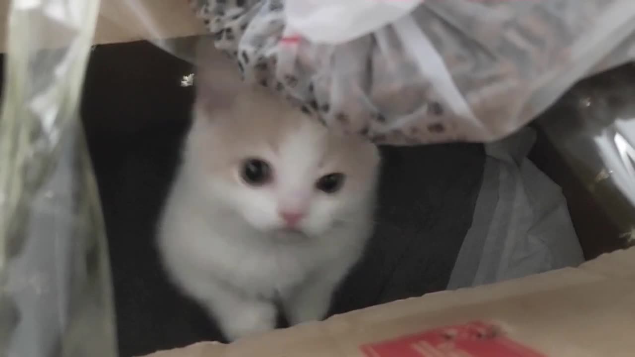 cat