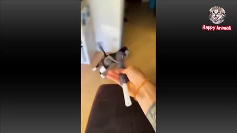 Funny Cats And Dogs Videos 2022
