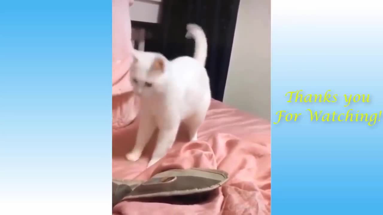 Cat Beatboxing