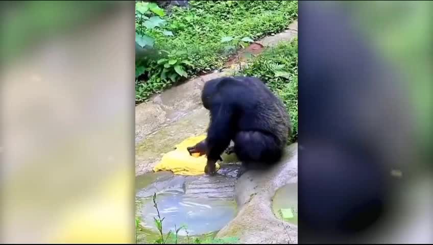 funny 🤣 video || funny animals video