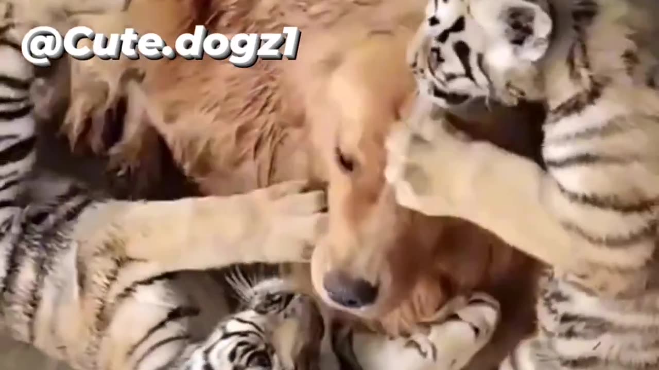 Dog 🐕 and Tiger 🐯 mom? #dog#tiger#puppy#cat#baby