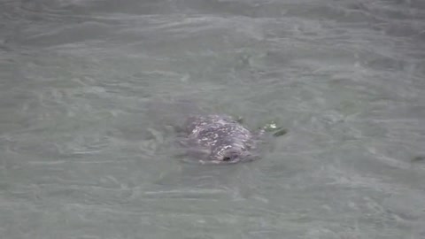 A Seagull lands on the head of a Turtle