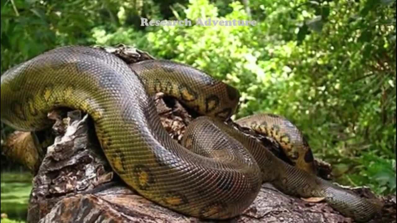 Anaconda