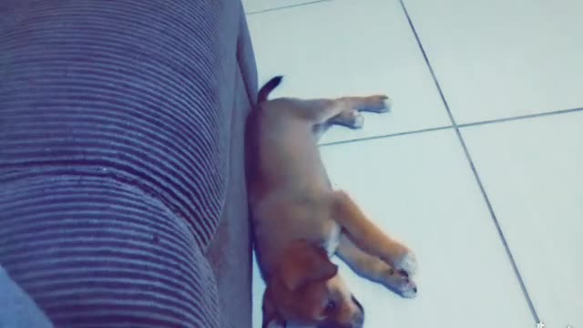 a mini pit bull wanting to climb on the sofa 🤣🤣🤣