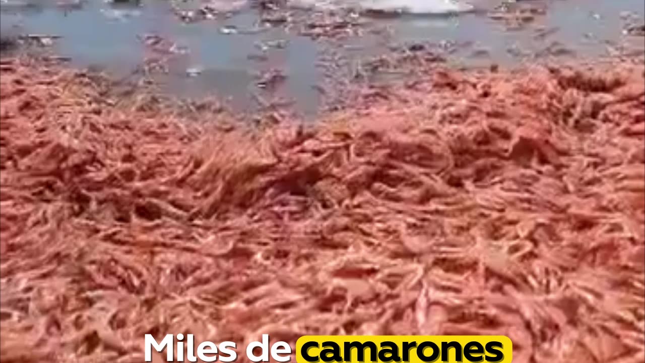 Hallan cientos de miles de camarones muertos en una playa del mar Rojo