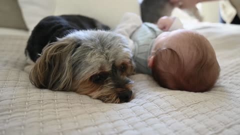 Dogs and cute baby so bueatiful...dog and baby