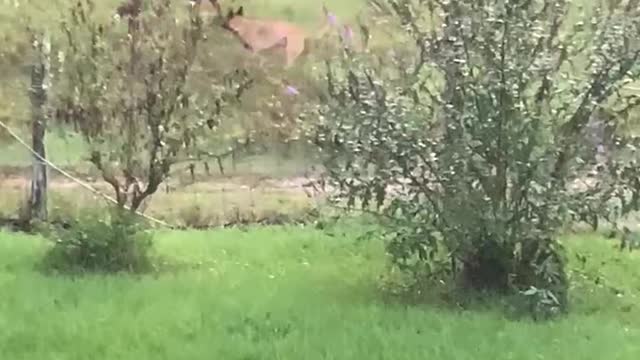 Horse stumbles while playing with dog