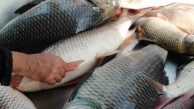 Fish Video where people try to buy fish
